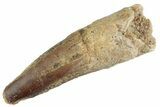 Fossil Spinosaurus Tooth - Feeding Worn Tooth #367958-1